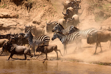 Fototapeta na wymiar Gnus und Zebras überqueren den Fluss Mara, die Große Wanderung in der Masai Mara, Safari in Kenia.