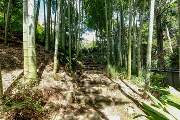 【東京都】等々力渓谷【2020】