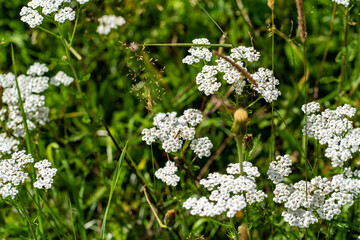 Nature in Tyrol, Austrian Alps
