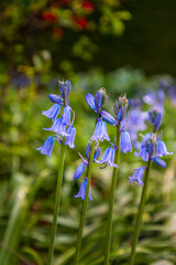 blue iris flower