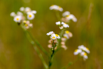 Field chamomiles flowers closeup. Beautiful nature scene with blooming medical chamomiles in sun day. Alternative medicine Spring Daisy. Beautiful meadow. Summer background. Selective focus.