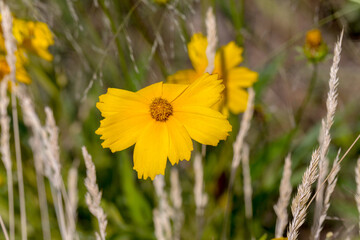 abundance of flowering wildflowers on a summer sunny day. Selective focus