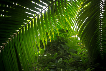 Fototapeta premium palm tree leaves