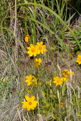 abundance of flowering wildflowers on a summer sunny day. Selective focus