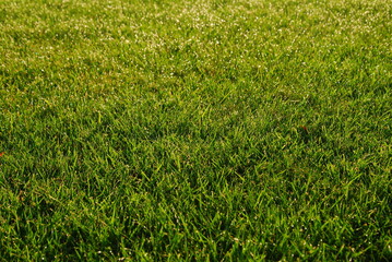 fresh green grass field