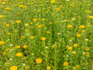 Drops of water on the juniper branch after rain. Selective focus.