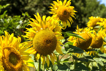 Fototapeta premium Agriculture. A blossoming sunflower flower on the farm field. Natural summer background of a bright field of sunflowers. Oil seed culture is grown on a rural field. Selective focus