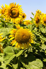 Agriculture. A blossoming sunflower flower on the farm field. Natural summer background of a bright field of sunflowers. Oil seed culture is grown on a rural field. Selective focus