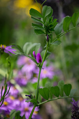 purple flower in a garden
