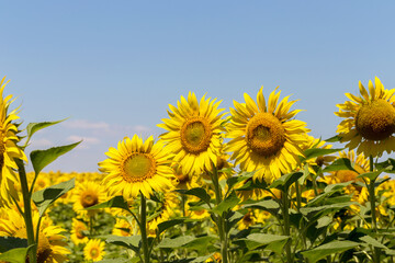 Fototapeta premium Agriculture. A blossoming sunflower flower on the farm field. Natural summer background of a bright field of sunflowers. Oil seed culture is grown on a rural field. Selective focus