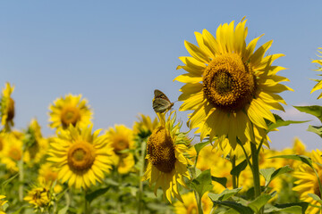 Fototapeta premium Agriculture. A blossoming sunflower flower on the farm field. Natural summer background of a bright field of sunflowers. Oil seed culture is grown on a rural field. Selective focus