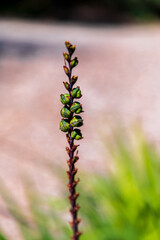 caterpillar on a stalk
