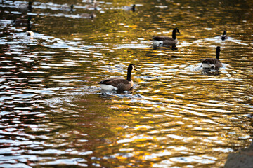 duck in the water