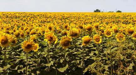 Obraz premium Agriculture. A blossoming sunflower flower on the farm field. Natural summer background of a bright field of sunflowers. Oil seed culture is grown on a rural field. Selective focus