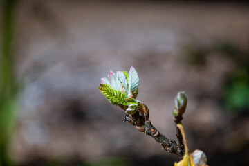 buds of spring