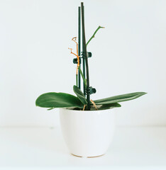 the stem of the Orchid without flowers, the concept of caring for orchids © klavdiyav