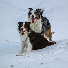Couple of australian shepherd dogs sitting together in the snow by winter
