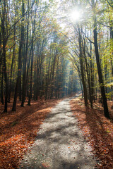 Autumn forest road in deciduous beech woodland
