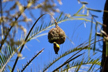Oiseau Ile Maurice - Tisserin gendarme - Ploceus cucullatus
