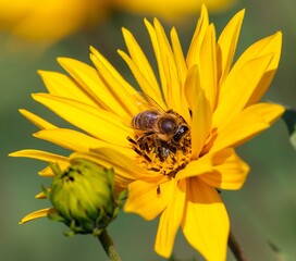 bee or honeybee in Latin Apis Mellifera on yellow flower