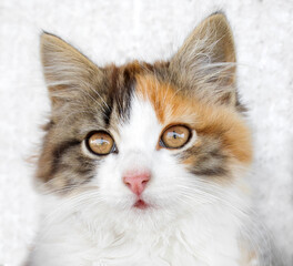 portrait of a beautiful well-groomed tricolour cat with red patches on the muzzle of the looking at the top against a gray background. can be used on the packaging of food for cats