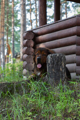 Tibetan Mastiff on green grass against the background of a log gazebo