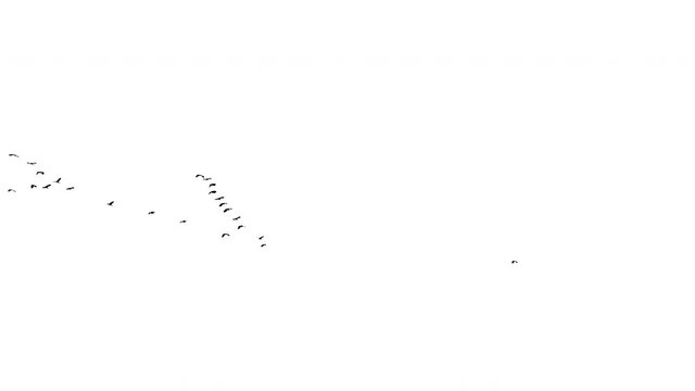 Real flock of birds flying - 02 with alpha channel ready to insert in your #vfx works as a separate layer