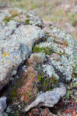 Siberian succulents and moss on stone