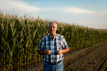 Naklejka na ściany i meble Portrait of senior farmer standing in corn field examining crop at sunset.