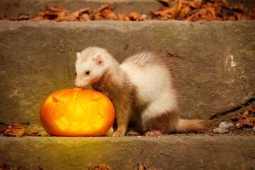 Champagne ferret posing with halloween Jack-o'-lantern pumpkink