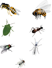 local insects ant bee, wasp bedbug fly