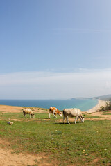 Cows on a hill against the background of the Baikal beach