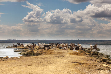 Fototapeta na wymiar A herd of goats is saved from the heat on the spit of the lake shore. Farm animals, goats on the burnt bank of the lake before the rain. A farm of a herd of goats on the river bank