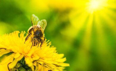 Honey bee covered in pollen collecting nectar from dandelion flower
