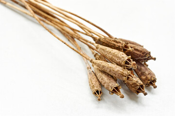 Closeup of dry brown welsh poppy seed pods with stem on a white background with copy space.