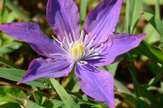 鉄線花 Images Browse Stock Photos Vectors And Video Adobe Stock