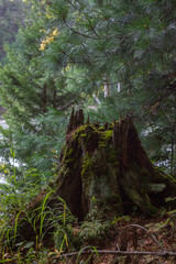 Old tree stump overgrown with moss