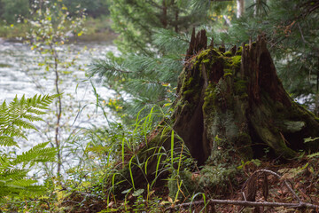 Old tree stump overgrown with moss