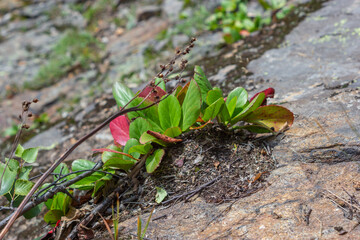 Healing herb on a stone in the forest