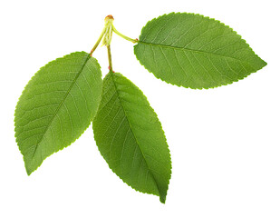 cherry three green leaves isolated on a white