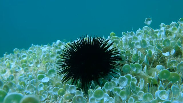 Purple sea urchins (Paracentrotus lividus) sits on the rocky bottom covered with green algae Mermaid's wine-glass or Mermaid's cup (Acetabularia acetabulum) on blue water background in sunlights.
