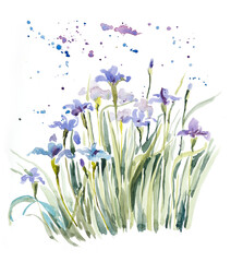 Violet iris. Flower backdrop. Watercolor hand drawing illustration.