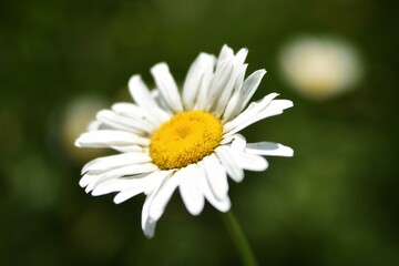 Fototapeta premium white daisy flower