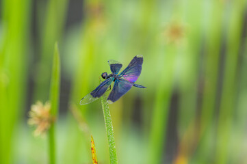 綺麗なトンボ　　チョウトンボ