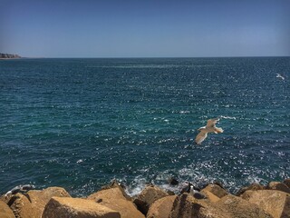 seagulls and rocks