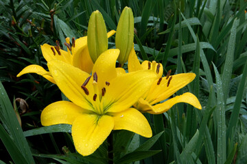 Gorgeous lush bush of yellow lilies with buds under the rain against wet foliage