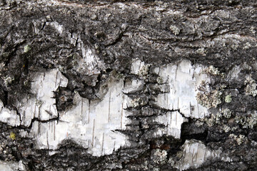 Close up view of natural white birch tree bark texture or background