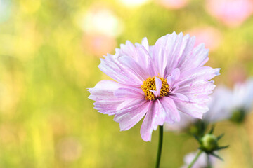 Obraz premium Cosmos cupcakes blush on blurred background