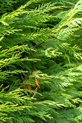 Cedar hedge texture. Beautiful green branches of thuja