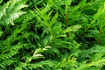 Fototapeta na wymiar Beautiful green branches of thuja